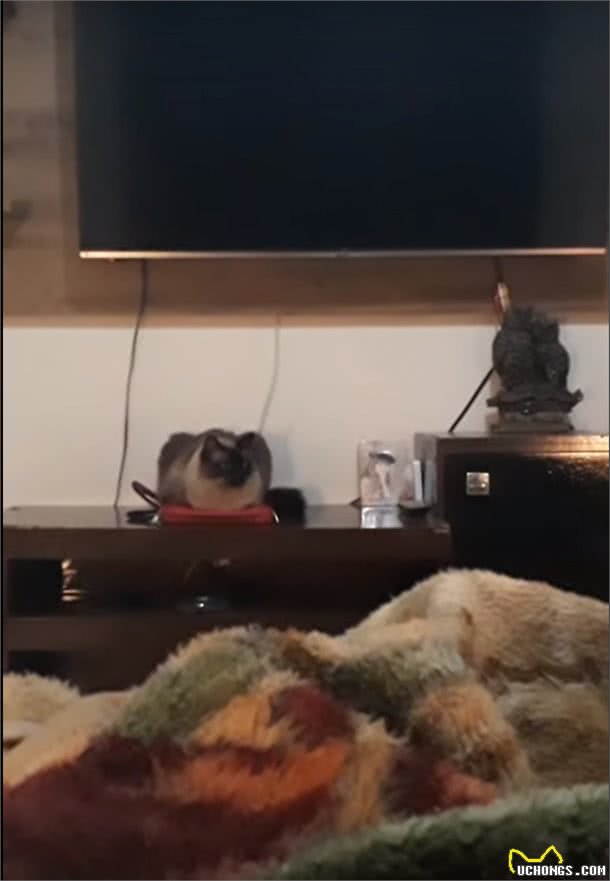 猫咪主人每天上班迟到，诡异闹钟一直不响，一切源于猫咪的好意
