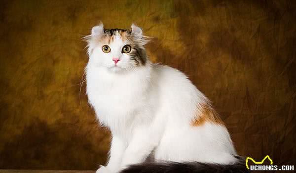 猫咪智商排名丨网友：第一是真的万万没想到