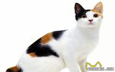 猫咪智商排名丨网友：第一是真的万万没想到