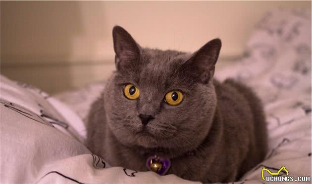 猫咪智商排名丨网友：第一是真的万万没想到