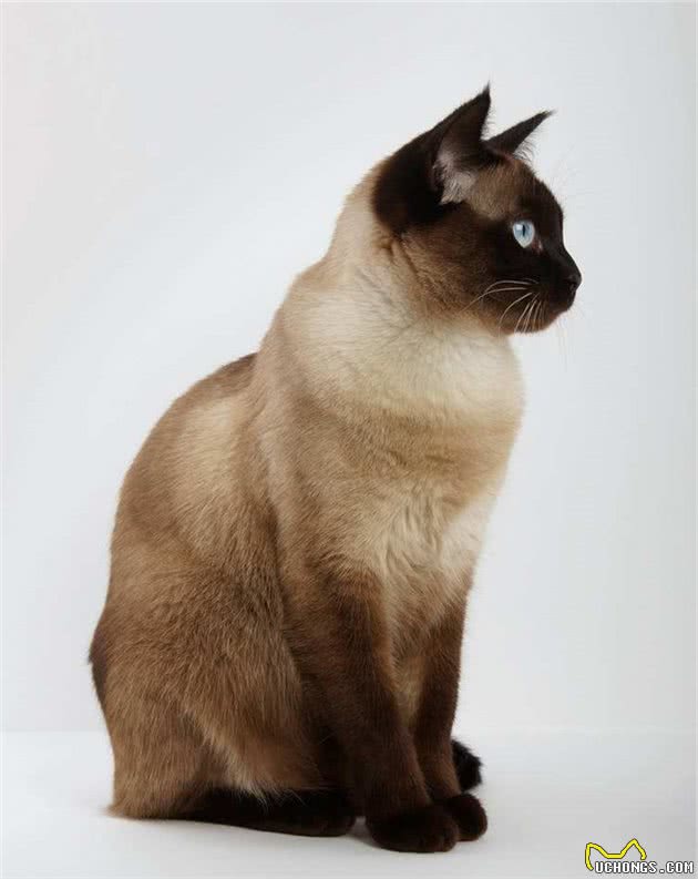 猫咪智商排名丨网友：第一是真的万万没想到