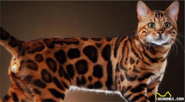 猫咪智商排名丨网友：第一是真的万万没想到