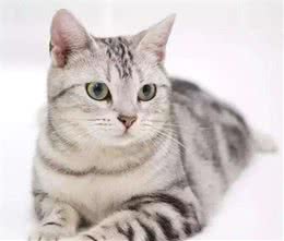 猫咪智商排名丨网友：第一是真的万万没想到