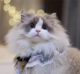 想养布偶猫又担心玻璃胃？三招教你调理肠胃，拥有一只健壮的猫