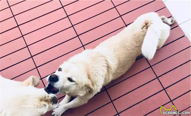 狗狗饮食禁忌，家长们不要犯错！