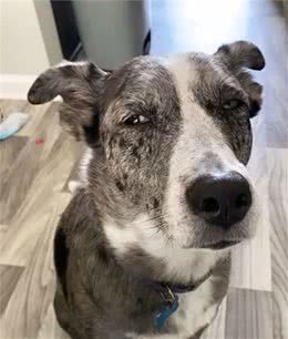 15只生气的狗狗，即使它们不开心，看起来也萌萌的