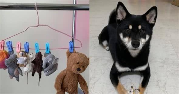 狗狗喜新厌旧，玩具见一个爱一个！怎么让狗狗爱上玩具？