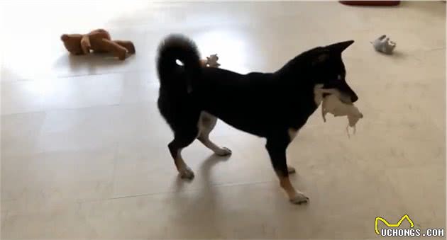 狗狗喜新厌旧，玩具见一个爱一个！怎么让狗狗爱上玩具？