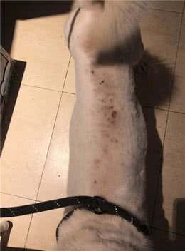 狗子得皮肤病怎么办？