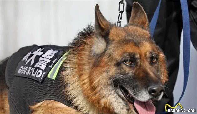 再优秀的“德国牧羊犬”，也有不靠谱的时候，但我还是喜欢养