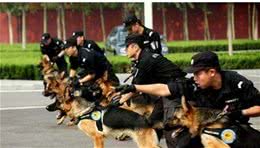 再优秀的“德国牧羊犬”，也有不靠谱的时候，但我还是喜欢养