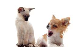 辟谣：犬猫尿检随便取样就可以？采样以及储存样本与结果一样重要