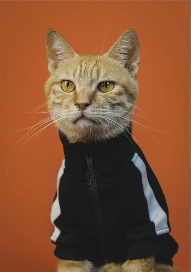 猫咪的毛色决定了它的性格，你家猫是什么色？