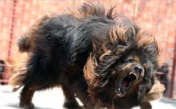 狗狗哪几个部位最“脆弱”？遇到恶犬咬人，打它这些地方最有效