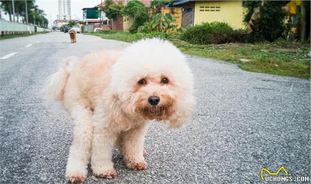 狗狗哪几个部位最“脆弱”？遇到恶犬咬人，打它这些地方最有效