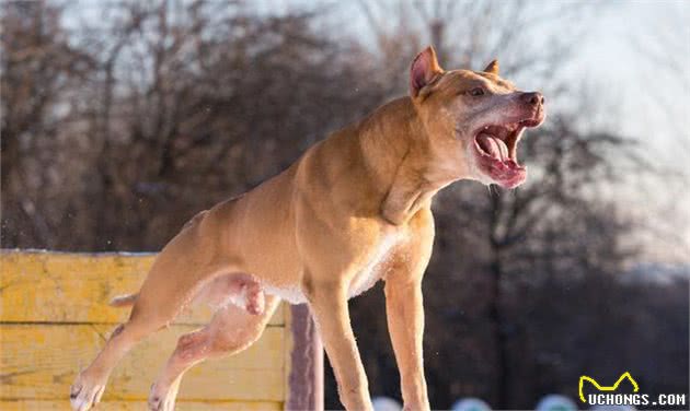 狗狗哪几个部位最“脆弱”？遇到恶犬咬人，打它这些地方最有效