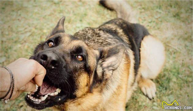 狗狗哪几个部位最“脆弱”？遇到恶犬咬人，打它这些地方最有效