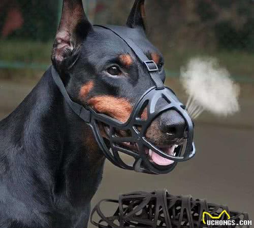 狗狗哪几个部位最“脆弱”？遇到恶犬咬人，打它这些地方最有效