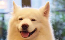 宠物狗介绍之萨摩耶犬??