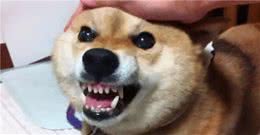 宠物犬（尤其是烈性犬）是不是只是表面忠诚，被约束才不敢造次？