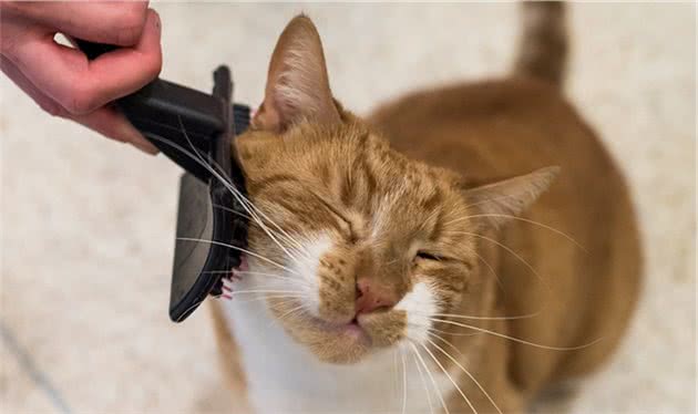 宠物猫狗美容护理并不难，学好这五个方面，就是合格的宠物美容师