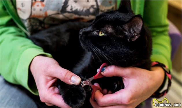 宠物猫狗美容护理并不难，学好这五个方面，就是合格的宠物美容师