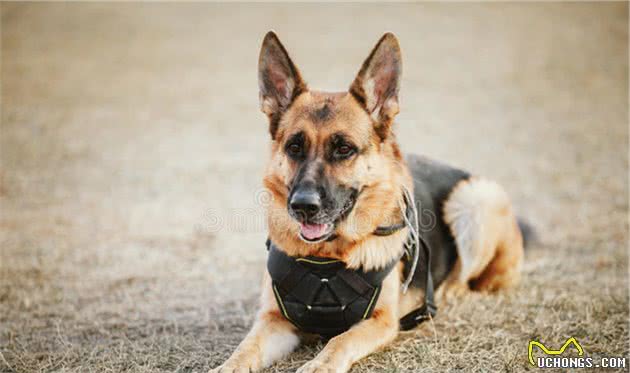 想养宠物犬却不知道该怎么选？4种高智商宠物犬就差张嘴说话了