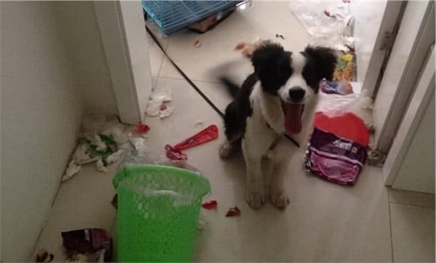 边牧能当警犬吗？告诉你六点“真相”