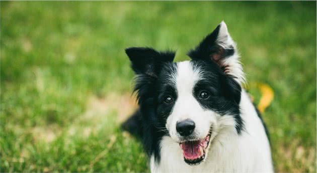 边牧能当警犬吗？告诉你六点“真相”