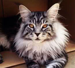 外表威风凛凛，像个酷仔的缅因猫，还有这样的一面