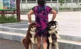 为什么拎狗狗的“后脖”，它就不敢动了？