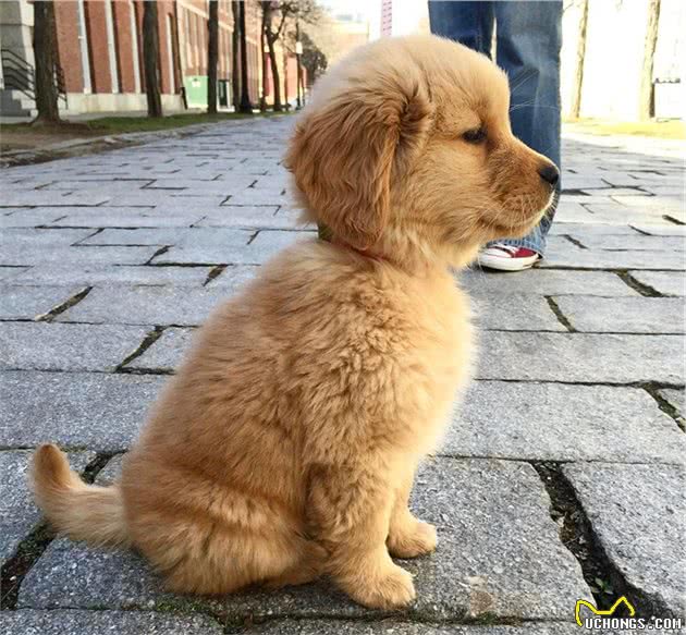 什么狗智商高？智商排名前10的都很聪明，养的主人也不少