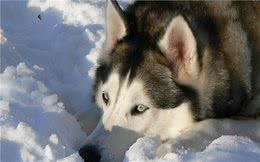 家有爱宠：狗狗掉毛怎么清理？家里狗毛满天的处理方法