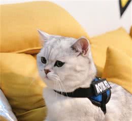 猫猫界的淡定哥—英国短毛猫
