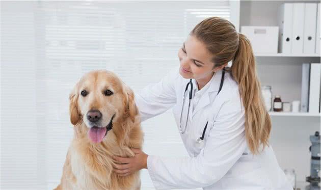 宠物犬皮肤出现红斑并伴随着瘙痒等情况的时候它有可能得了疥螨病