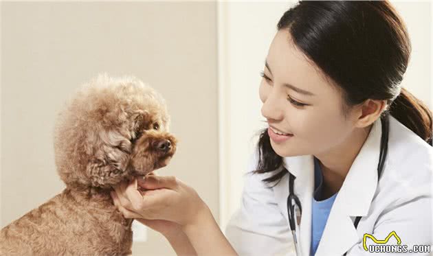 宠物犬皮肤出现红斑并伴随着瘙痒等情况的时候它有可能得了疥螨病