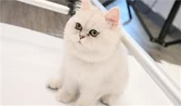 金吉拉猫的生活小习性，你知道多少呢？