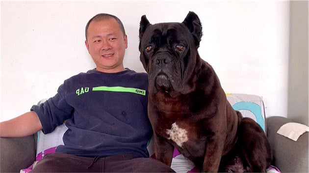 男人的最爱卡斯罗犬，它的事迹你了解吗？