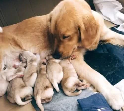 狗狗怀孕有哪些征兆？