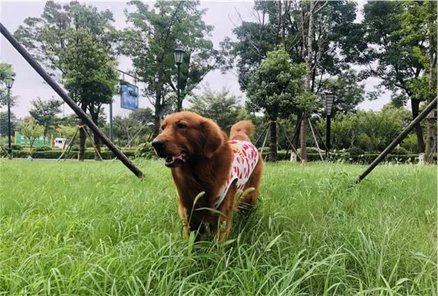 狗粮要泡多久才合适？为什么河北的狗粮不建议买？