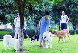 真正喜欢狗狗的人，不会犯这几个错误