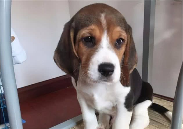 8种最喜欢吠叫的犬种，有没有你家的那一个呢？