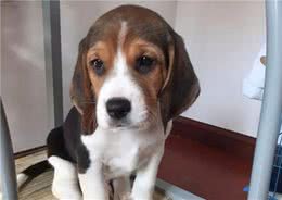 8种最喜欢吠叫的犬种，有没有你家的那一个呢？