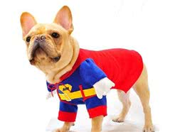 关于狗狗所拥有的“超能力”，你都了解多少？养一只狗不亏！