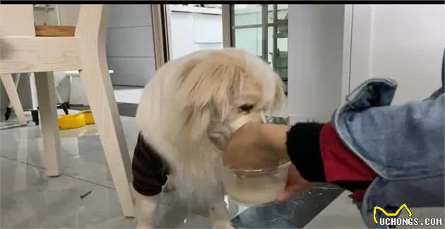 小白狗子宫脓术后第三天晚上终于进食，有好转迹象开心