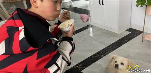 小白狗子宫脓术后第三天晚上终于进食，有好转迹象开心