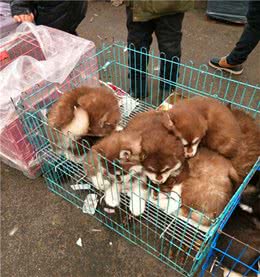 新手买狗时，记得不要乱说话，不让会被狗贩子坑钱