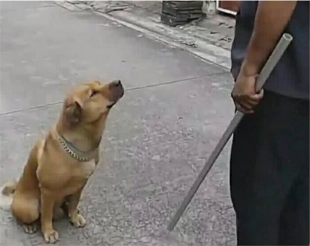 为什么狗狗不敢反抗主人，难道是因为打不过？那你就错了