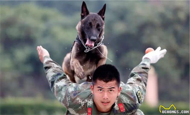 为什么狗狗不敢反抗主人，难道是因为打不过？那你就错了