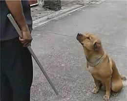 为什么狗狗不敢反抗主人，难道是因为打不过？那你就错了